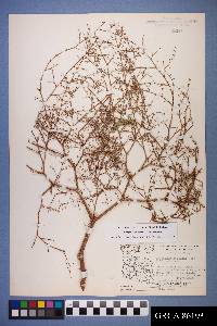 Eriogonum deflexum image